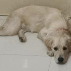 Missing: Golden Male Golden Retriever Dog from HBR 4th Block, Hennur-2