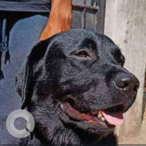 Missing: Black Male Labrador Dog from Kalina Sundar nagar