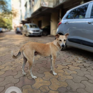 Missing: Brown Male Indie Dog from Building 67, Tilak Nagar, Chembur