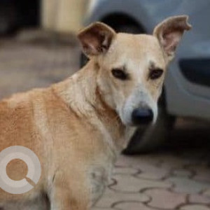 Missing: Brown Male Indie Dog from 67, Tilak Nagar