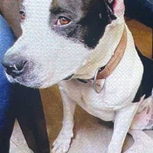 Missing: Black and White Male American staffordshire Dog from Pune-Satara road, Katraj