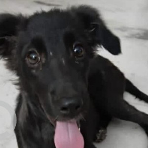 A Black Indie Dog Missing from Neb Sarai, New Delhi