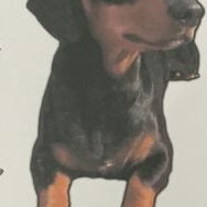 Missing: Black and Brown Male Dachshund Dog from Bijwasan Gali no. 3, Delhi-2