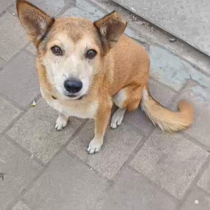 Missing: White-Brown Mix Female Indie Dog from Magarpatta area outside slyvania building