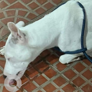 Found: White Female Indie Dog from Thippasandra near Shishu Griha School-2