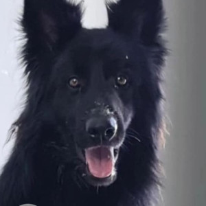 Missing: Black Not Available German shepherd Dog from Shankhamul ,New Baneshwor Area