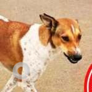 Missing: White-Brown Mix Female Indie Dog from Pride Crosswinds, Bukkasagara