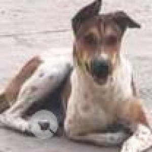 Missing: White-Brown Mix Female Indie Dog from Pride Crosswinds, Bukkasagara-3