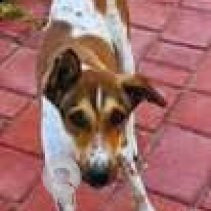 Missing: White-Brown Mix Female Indie Dog from Pride Crosswinds, Bukkasagara-2