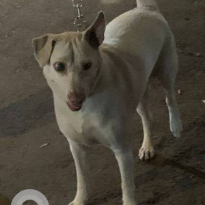 White N/A Indie Dog is Claimed from Shanti Hotel Andheri west