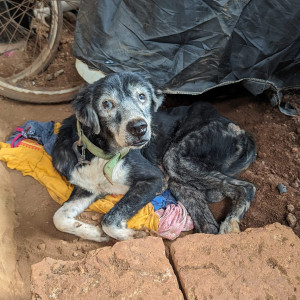 Found: Black and White Male Indie Dog from Alto Santacruz, Panjim, Goa