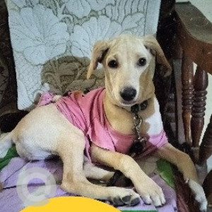 Missing: White Female Labrador mix Dog from Hallmark Vesta, Velimela, Kollur, Hyderabad