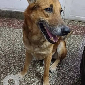 A White-Brown Mix Indie Dog Missing from Gorakh Park, Delhi NCR