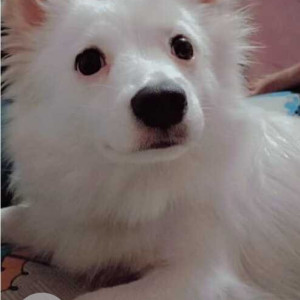 Missing: White Male Indie Dog from Anchalik Vigyan Kendra, Lucknow