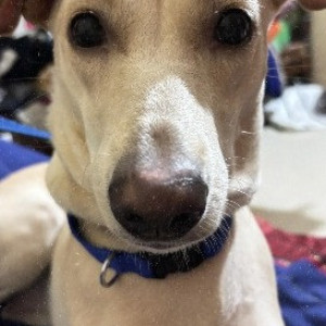 Missing: White Female Labrador mix Dog from Hallmark Vesta, Velimela, Kollur, Hyderabad-2
