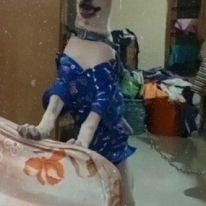 Missing: White Female Labrador mix Dog from Hallmark Vesta, Velimela, Kollur, Hyderabad-3