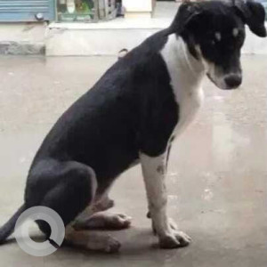 Black and White Male Indie Dog is Missing from Pakoda park, Nasirpur-2