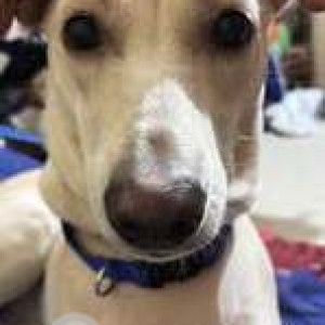 Missing: White Female Indie Dog from Kaiser Nagar Towards Bachupally To Suraram Road, Hyderabad-2