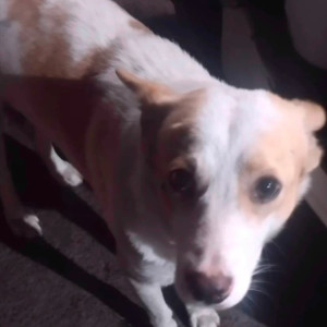 Missing: White-Brown Mix Male Indie Dog from Madras Cafe,Vikas Puri KG/1, Front of the government dispensary