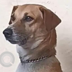 Missing: White-Brown Mix Male Indie Dog from Pimpri Chinchwad Hockey ground
