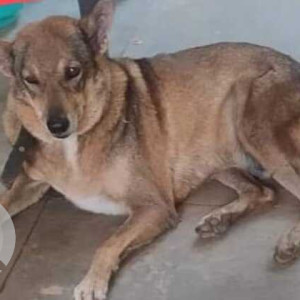 Missing: Brown Male Indie Dog from St Mary's Garden, Cana Benaulim