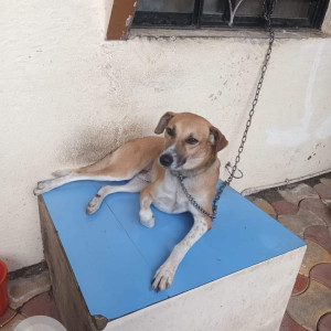 Missing: White-Brown Mix Male Indie Dog from Pimpri Chinchwad Hockey ground-2