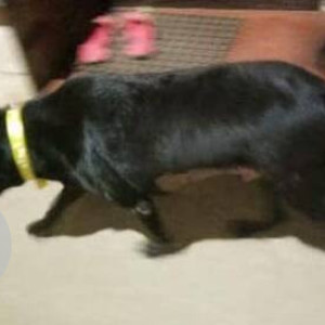 Missing: Black Male Labrador Dog from Breach Candy, Bandra-2