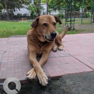 Missing: Brown Male Indie Dog from Noida, Sector-19, B Block Park, Behind Indo Gulf Hospital