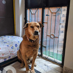 Missing: Brown Male Indie Dog from Noida, Sector-19, B Block Park, Behind Indo Gulf Hospital-2