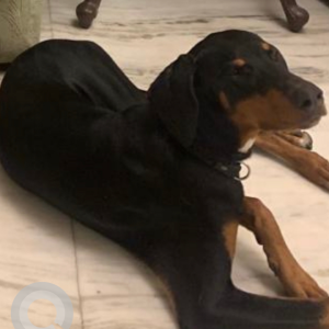 Black and Brown Male Doberman Dog is Missing from Swaran Nagri, Greater Noida