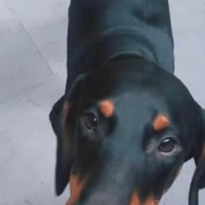 Black and Brown Male Doberman Dog is Missing from Swaran Nagri, Greater Noida-2