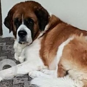 Missing: White-Brown Mix Female Saint Bernard Dog from Sudama Nagar D Sector, Indore