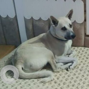 A White-Brown Mix Indie Dog Missing from Manesar, Manesar