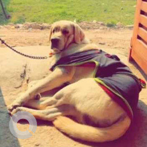 Missing: White Male Labrador Dog from Ashiyana Digha-2