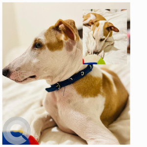 Missing: White-Brown Mix Male Indie Dog from Warje near RMD college