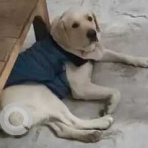 Missing: White Male Labrador Dog from Ashiyana Digha-3