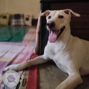 Missing: White Male Indie Dog from Jagrani hospital, Kalyanpur lucknow