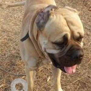 Missing: White Male Bullmastiff Dog from Plot No.10/1, Kirti Greens, Nirgudi Rd, Lohegaon, Pune, Maharashtra