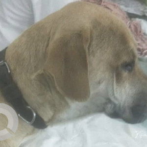 Missing: Brown Male Boxer Dog from Veer Bajar Road, Sukin, Kiradi Suleman Nagar, New Delhi-2