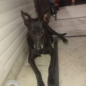 Missing: Black Male Indie Dog from New Delhi, Rohini Sector 3-3