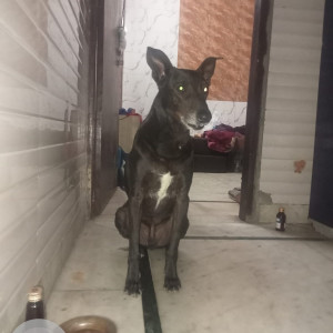 Missing: Black Male Indie Dog from New Delhi, Rohini Sector 3-2