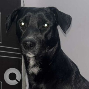 Missing: Black Male Indie Dog from Palika Bazaar Gate no. 1, New Delhi