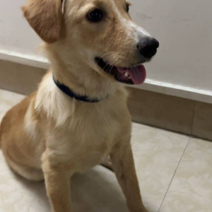 Missing: Golden Male Golden Retriever Dog from Vakola, Santacruz East-2