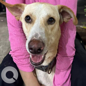 Missing: White Male Indie Dog from Sector New 50 Seawoods-2