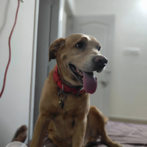 A Brown Labrador mix Dog Missing from Chamrajpet, Bengaluru-2