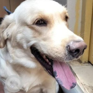 Found: White Male Labrador Dog from Sheshadipuram Kumara Park, Bangalore-2