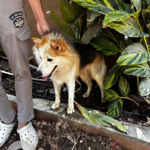 Found: Black and White Male Husky Dog from Orchard Layout, Bannerghatta Road