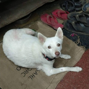 Missing: White Female Indie Dog from Rashmi Tailors, Jawahar Nagar, Goregoan (West), Mumbai-2