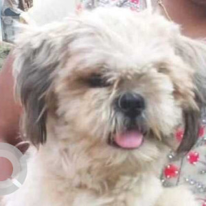 Shih Tzu is found in RTC Colony Tirumala Nagar Moula Ali