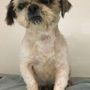 White Female Shih Tzu Dog is Missing from Chennai VYSARPADI market